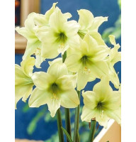 Гиппеаструм (Амариллис) Lemon Lime (Лемон Лайм) 26/28 (1 шт)