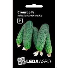 Насіння Огірок Стентор F1 10 насінин LedaAgro