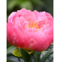 Пион Coral Charm (Корал Чарм) травянистый