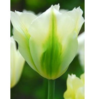 Тюльпан зеленоквітковий Spring green (Спринг Грин)