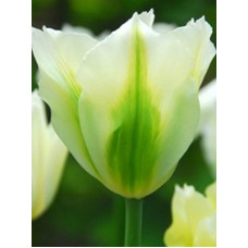 Тюльпан зеленоцветковый Spring green (Спринг Грин)