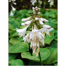 Хоста Sieboldiana