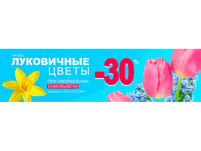 Знижка -30% на цибулинні квіти при самовивозі з магазину!