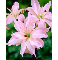 Лилия махровая Spring Pink (Спринг Пинк) 16/18 (1 шт)