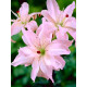 Лілія махрова Spring Pink (Спрінг Пінк) 16/18 (1 шт)