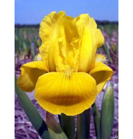 Ирис Многолетний Iris pumila Brassie