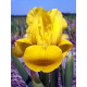 Ірис Багаторічний Iris pumila Brassie