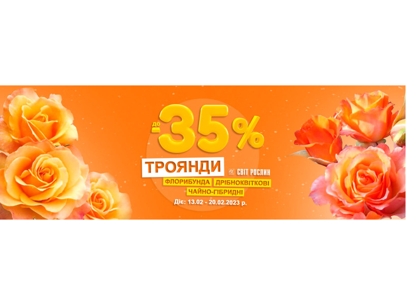 Знижка до 35% на флорибунди, чайно-гібридні та дрібноквіткові троянди