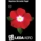 Барвинок Хетвейв Черри красный 10 шт LedaAgro