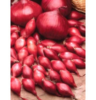 Цибуля-Сіянка Ред Кармен (Red Karmen) 1шт (0.25 кг)