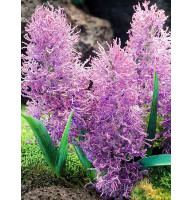Мускари Plumosum