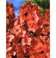 Флокс Многолетний Orange Perfection 1 (1 шт)