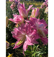 Лілія махрова орієнтальная Лотус Квін (Lotus Queen) 14/16
