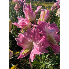 Лілія махрова орієнтальная Лотус Квін (Lotus Queen) 14/16