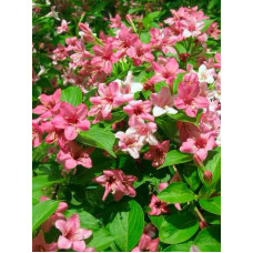 Вейгела Розеа (Weigela Rosea)