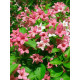 Вейгела Розеа (Weigela Rosea)
