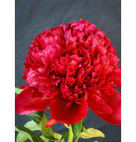 Півонія трав'яниста Red Charm (Ред Шарм) 2/3 (1 шт)