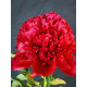 Пион травянистый Red Charm (Ред Шарм) 2/3 (1 шт)