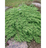 Ялівець звичайний Green Carpet С3