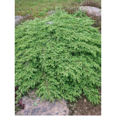 Можжевельник обыкновенный Green Carpet С3