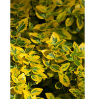 Бруслина (бересклет) Форчуна Emerald Gold C1 10-15 см