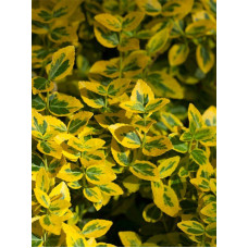 Бересклет Форчуна Emerald Gold C1
