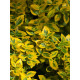 Бересклет Форчуна Emerald Gold C1