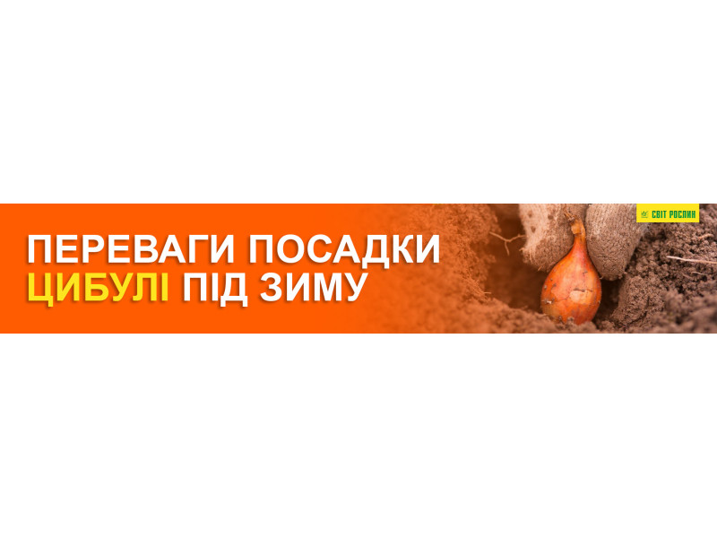 Преимущества посадки лука под зиму