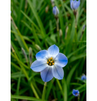 Ифейон Rolf Fiedler 4+