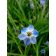 Ифейон Rolf Fiedler 4+