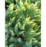 Ялівець лускатий Gold Tip С3