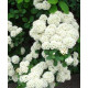 Спірея японська Albiflora
