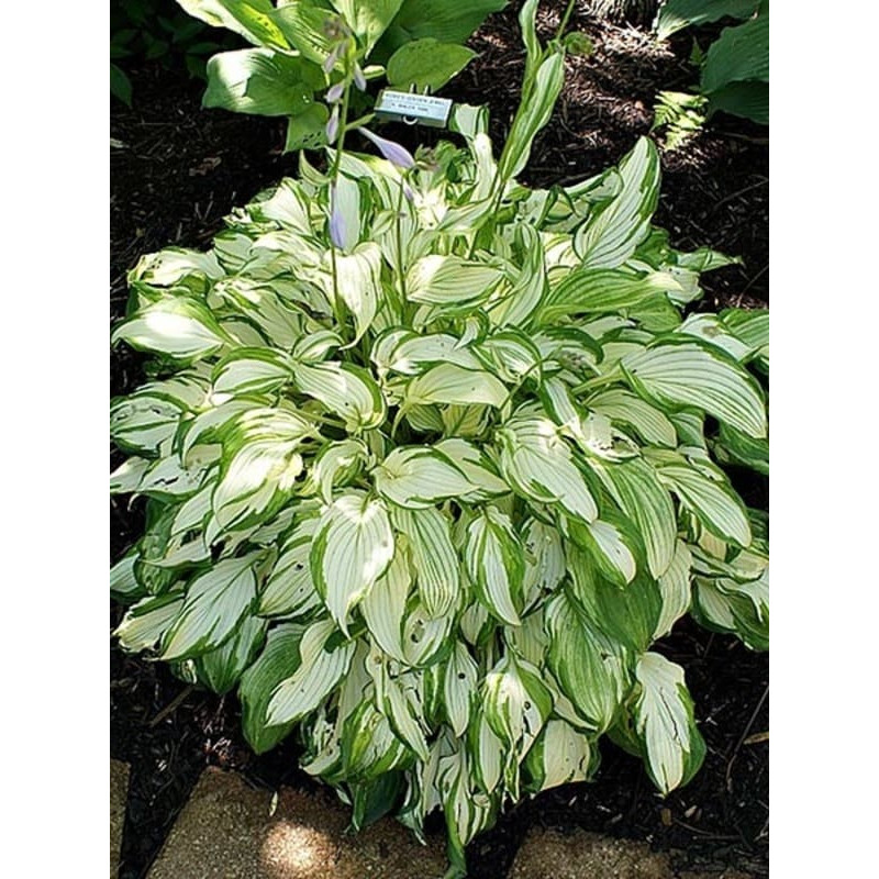 Хоста Kiwi Spearmint