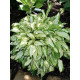Хоста Kiwi Spearmint