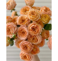 Роза бордюрная Априкот Лейс (Apricot Lace)