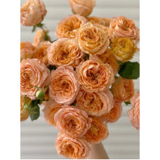 Троянда бордюрна Апрікот Лейс (Apricot Lace)