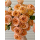 Троянда бордюрна Апрікот Лейс (Apricot Lace)