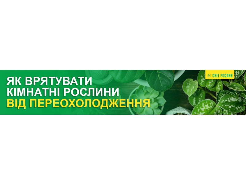 Рейтинг невибагливих кімнатних рослин, які можна вирощувати на кухні взимку