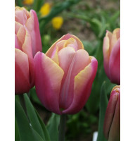 Тюльпан Тріумф Holland Beauty