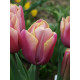 Тюльпан Триумф Holland Beauty