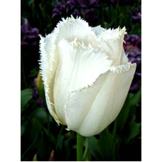 Тюльпан Swan Wings  бахромчатый