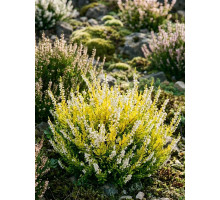 Вереск Calluna vulgaris Aurica белый Р12