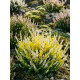 Вереск Calluna vulgaris Aurica белый Р12