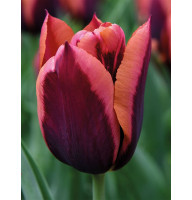 Тюльпан тріумф Слава (Slawa) 11/12