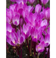 Колхикум (Безвременник) Cilicicum purpureum 18/20