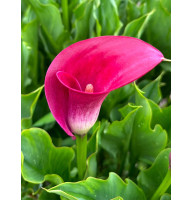 Калла Majestic Red 12/14 (1 шт)