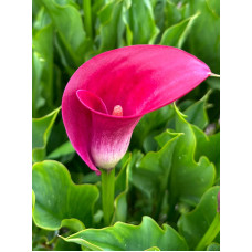 Калла Majestic Red 12/14 (1 шт)