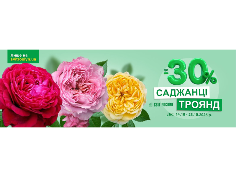 Піддайтесь трояндовим чарам зі знижкою до -30%!