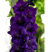 Гладиолус Purple Flora Крупноцветковый 12/14 (3 шт)