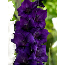 Гладиолус Purple Flora Крупноцветковый 12/14 (3 шт)